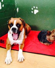 RESIDENCIA CANINA SORIA imagen 11