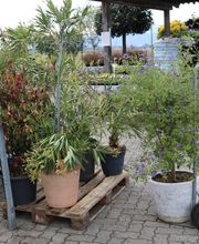 Wiedmer-Blumen AG Bild 10