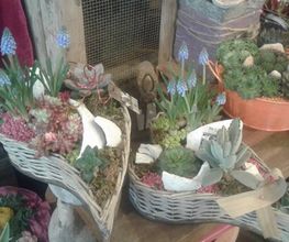 Passiflore image 11