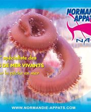 Normandie Appats NAPA image 11