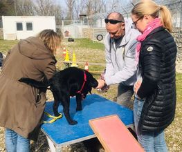Hundeschule Wauschlau München Praktisches Hundetraining zur Gewöhnung an neue Untergründe, begleitet von Haltern und Trainer Hans Brings zur sicheren Stressbewältigung.