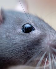 Logic Insectes SARL image 2