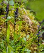 FriedWald Hegau Bild 8