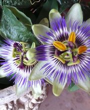 Les Jardins de la Lauve image 2