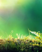 Flükiger Gartenbau Bild 2