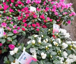 Marty Fleurs image 15