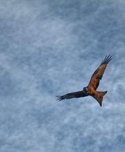 Son Digo - Tierkommunikation und energetische Heilarbeit Bild 5