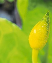Meik Nowak Blumen & Friedhofsgärtnerei Bild 1