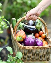 GAMM VERT LANGOGNE image 3