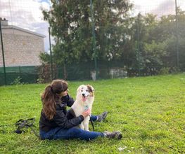 Dog & Picture image 4