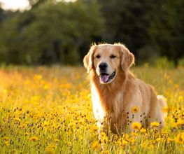 Reinado Canino imagen 14