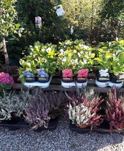 Natur & Florum image 4