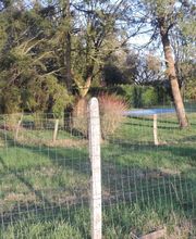 Bordet/Hérault Elagage image 6