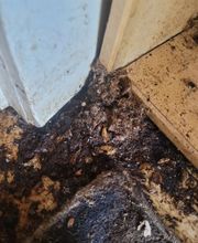 Sos Antinuisibles 54 image 5