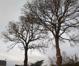 Arbor Vert Paysage image 2