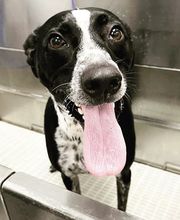 Scenthound Mountain Brook image 3