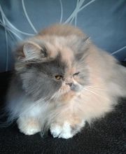 Canibain'Chow image 1