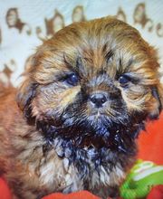 Manusset Sylvie image 15