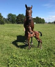 Reit- und Fahrstall Enderli Bild 4