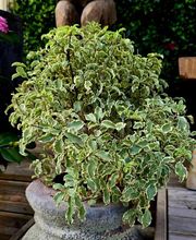 Pépinière des Aspres image 18