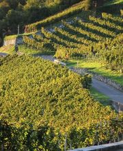 Steimer Weinbau Bild 3