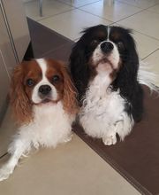 Asenack Association image 4