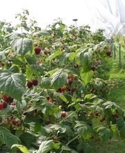 Hunziker Obstbau Bild 1