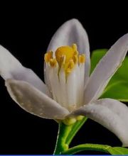 Jardin de Laura image 1