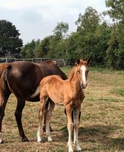 Haras De l'Epine Noire image 1