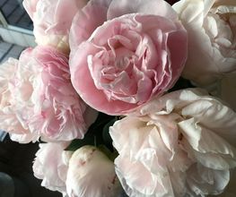 ETAMINE FLEURS image 7