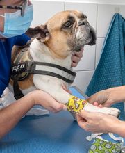 Clinique vétérinaire de La Ferté-Alais - Sevetys image 3