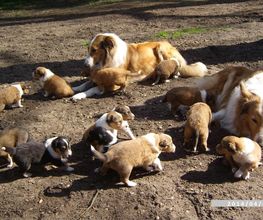Collies vom Kaninchenhof Bild 4