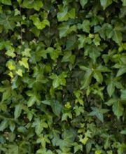 Bodendecker Efeu 20-30 cm mehrtriebig