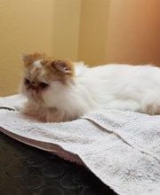 Hundesalon Pet Cut's Bild 17