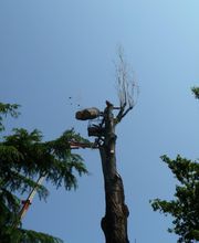 Mollier Bertrand image 6