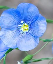 Dietz Gartenbau GmbH Bild 4