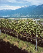 Cantine Ghidossi Sagl Bild 8