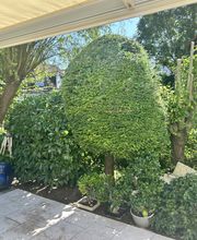 Gartenservice Mark Miess Bild 7