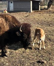 Chahinkapa Zoo image 19