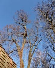 Arbor - Rund um den Baum Bild 3