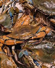 Julio Pérez SL imagen 8