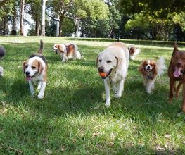 Reinado Canino imagen 2
