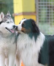 Le Grand Cèdre image 4