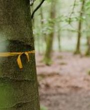 Freie Baumgrabstätten sind im FriedWald Dietzenbach mit einem farbigen Band gekennzeichnet.