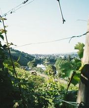 Weingut der Stadt Stuttgart Bild 1