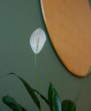 LaLita Tantramassage Bild 11