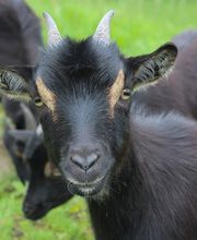 Thieles Hofladen Bild 7