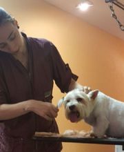 Hundesalon Pet Cut's Bild 4
