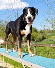 Hundeschule Guggisberg Bild 11