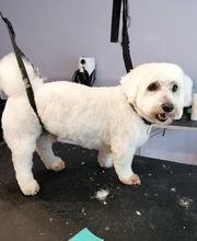 L'Espace Canin image 6